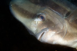 This batfish was one of dozens that were hanging sideways... by Andy Lerner 